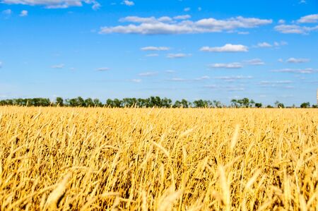 Wheat field in the fall and blue sky with clouds soft focusの写真素材