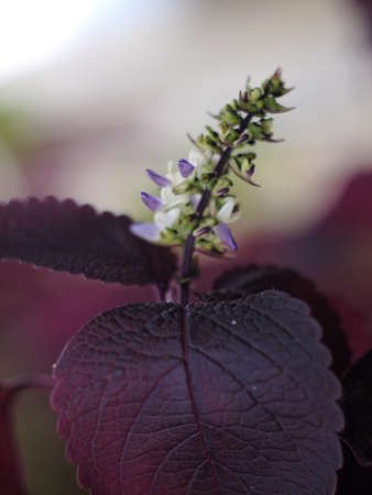flower and purple leafs with shalow dove
