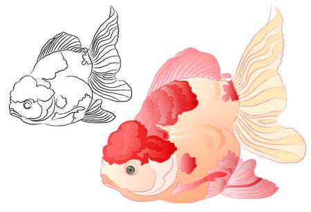 koi fishのイラスト素材