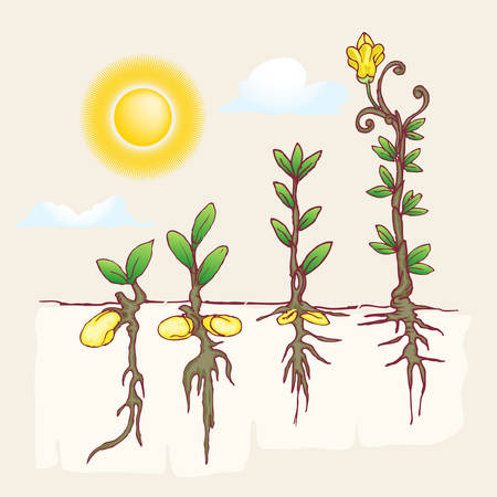 growth of plantation hand draw illustration under the sunのイラスト素材