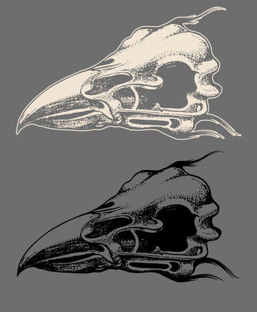 bird head skull hand draw illustration isolatedのイラスト素材