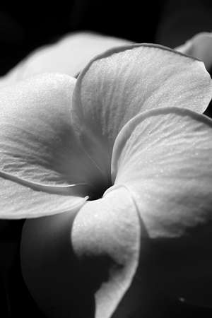 Elegant black and white close up of a tender textured spring flower の写真素材