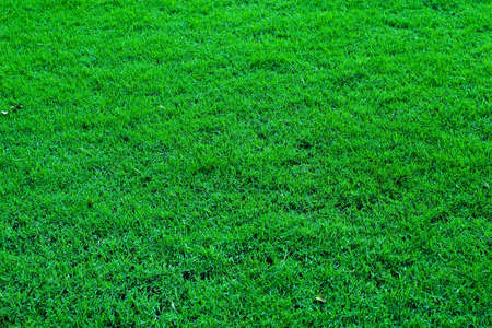 Fresh bright green color grass field background
