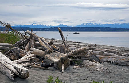 Drift woodの写真素材