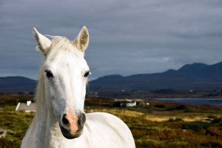 Habwildes horseの写真素材