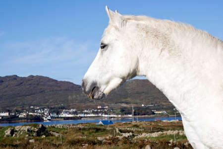 Broncos in Connemora an area on the west coast of Ireland.