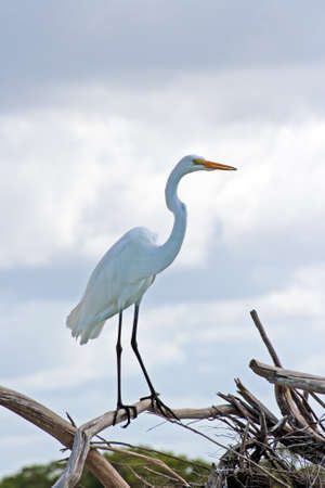 Great White Egretの写真素材