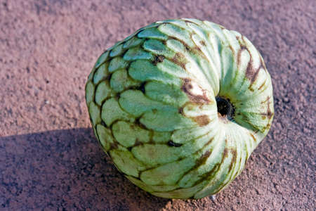 Cherimoya fruitの写真素材