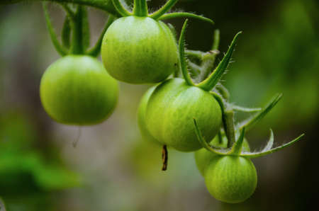 Green tomatoesの写真素材
