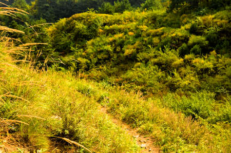 Yellow leaves of autumn backgroundの写真素材