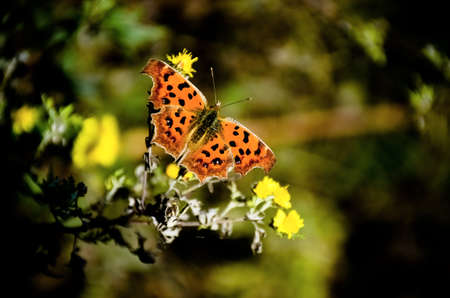 Butterfly and wild chrysanthemumの写真素材