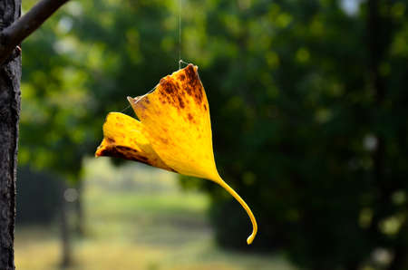 Golden leavesの写真素材