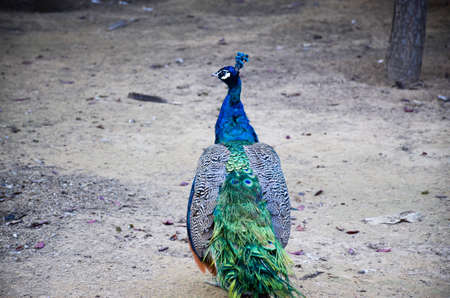 Beautiful peacockの写真素材