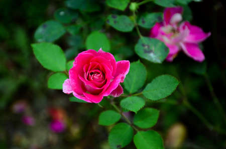 Rose in full bloomの写真素材