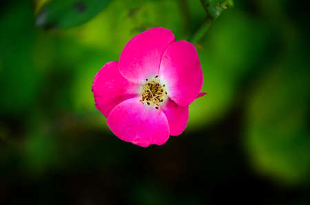 Rose in full bloom
