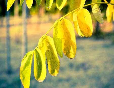 autumn leavesの写真素材