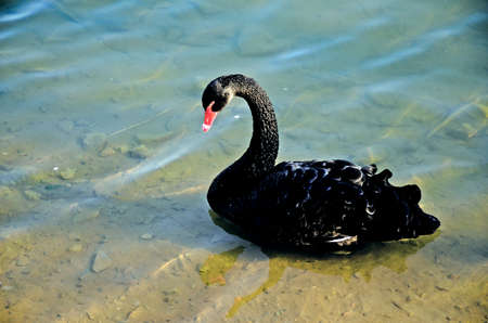 Black Swanの写真素材