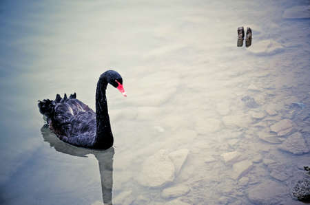 Black swan swimming in a lakeの写真素材