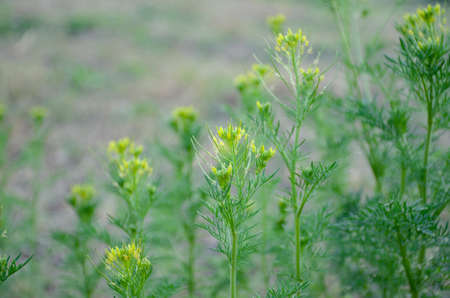 Blossom of flowers in the springの写真素材