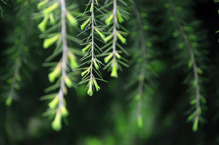 New cedar branches sprouting in spring