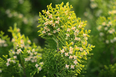 Blossom of flower in the springの写真素材