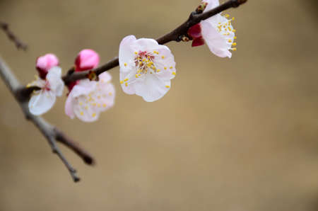 Spring flowering apricot, and some have been open, and some buddingの写真素材