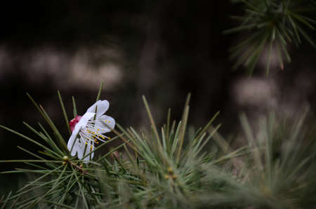 Apricot tree fell on Cedarの写真素材