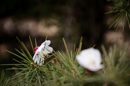 Apricot tree fell on Cedarの写真素材