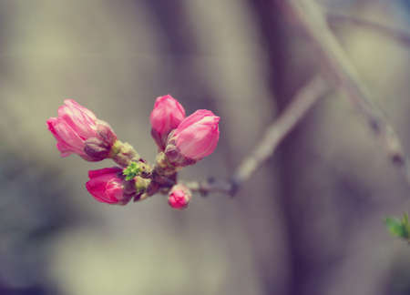 bud of peachの写真素材