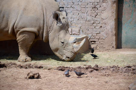 Close up of rhinoの写真素材