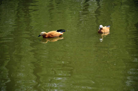 Ducks swim in the waterの写真素材
