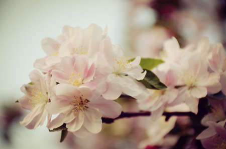 Cherry blossoms, nostalgic colorsの写真素材