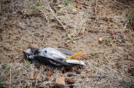 dead bird on the groundの写真素材