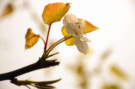 Pear blossom in spring