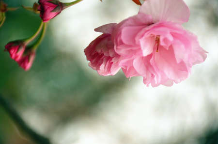 Cherry blossoms in springの写真素材