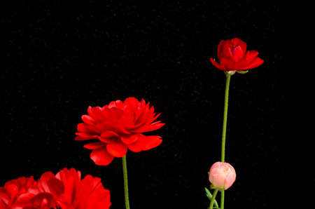 Red and pink flowers on a black background の写真素材