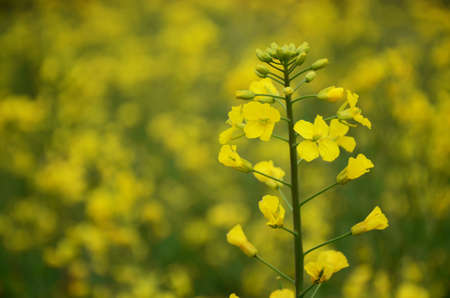 Blossom of flowers
