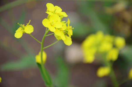 Blossom of flowers