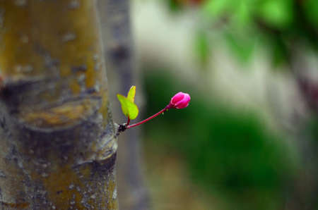 close up of flowerの写真素材