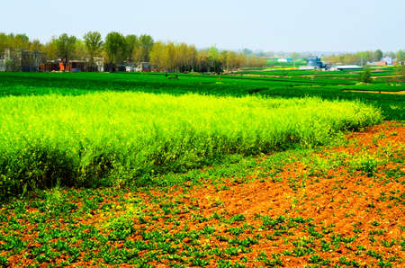 Spring field full of canola flowerの写真素材