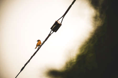 A small sparrow