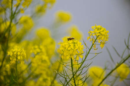 Canola flowersの写真素材