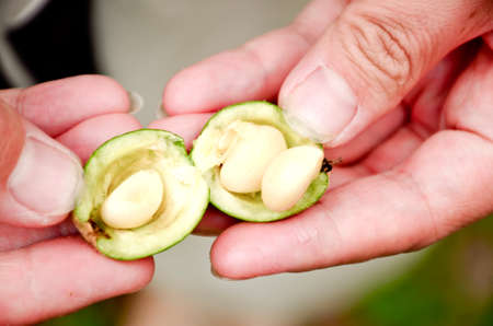 unripe loquat fruitの写真素材