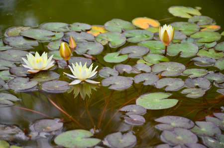 Water liliesの写真素材