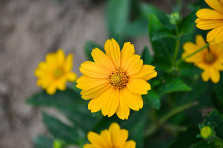Blooming yellow chrysanthemums