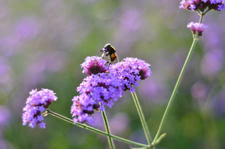 Verbena officinalisの写真素材