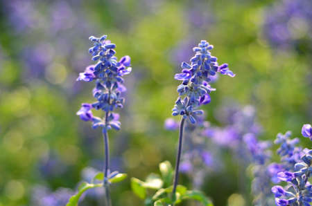 Lavender の写真素材