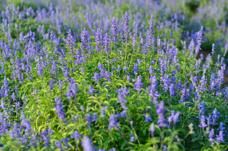 lavender fieldの写真素材