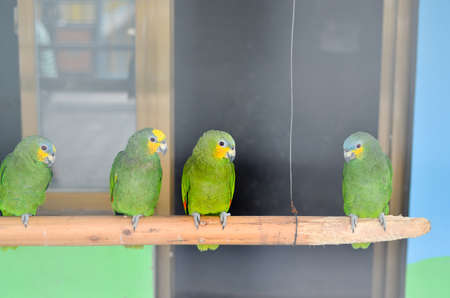 parrots standing on the stickの写真素材