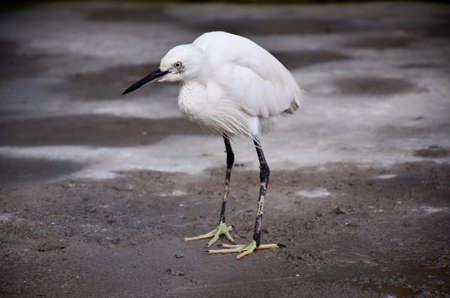 white egretの写真素材